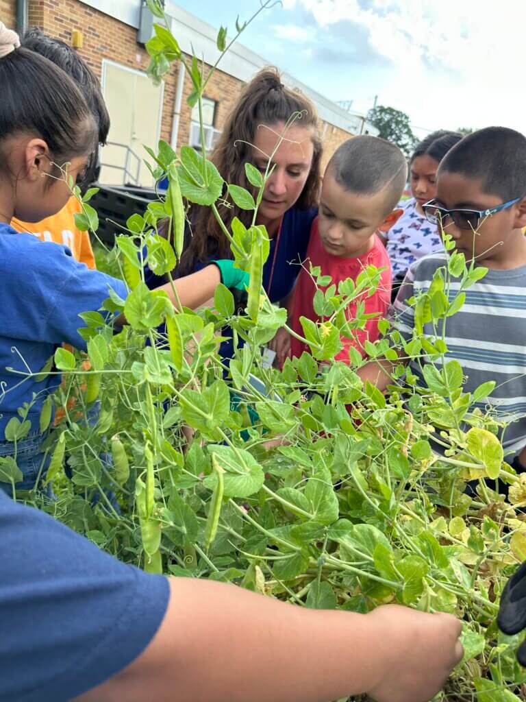 A teacher tending to a garden with her students.
