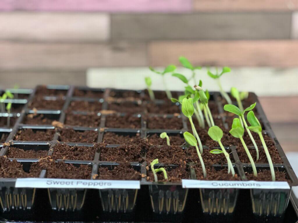 Seedlings in a seed starter kit.
