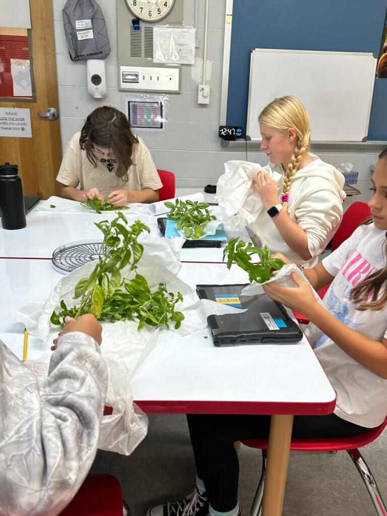 Students wrapping up plants in a classroom.