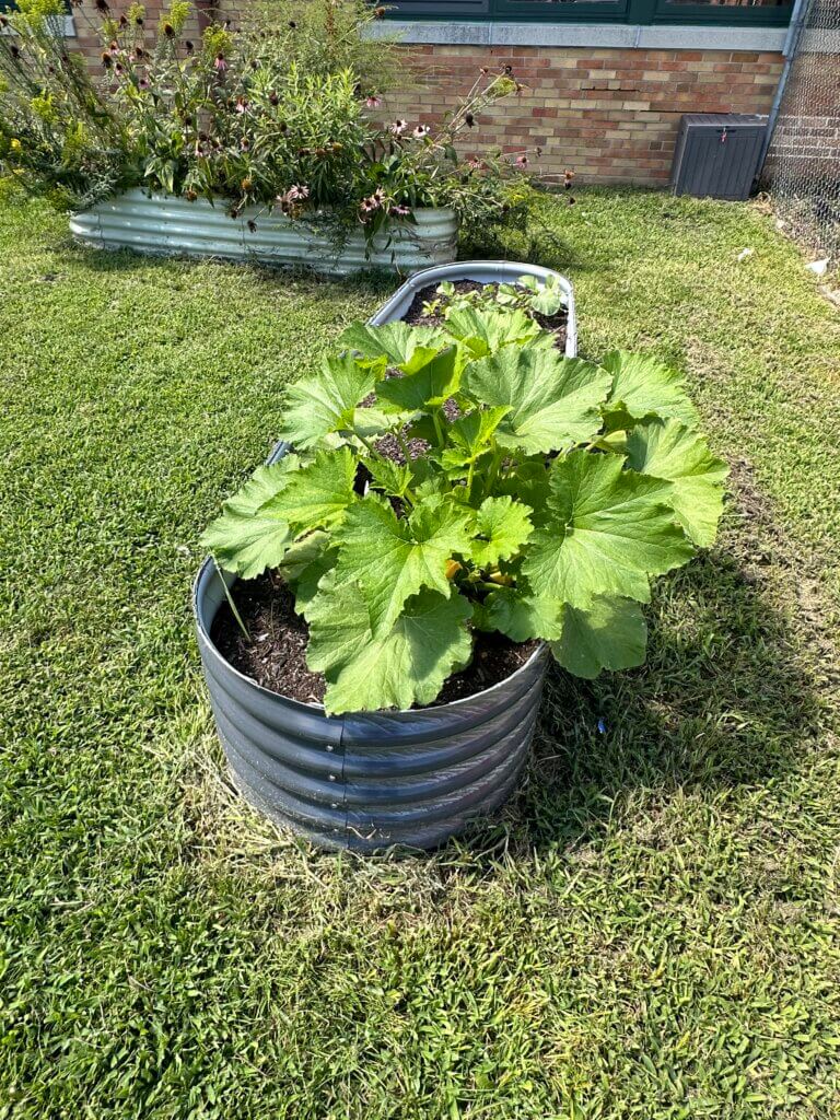 A plant bed with a large plant growing inside.