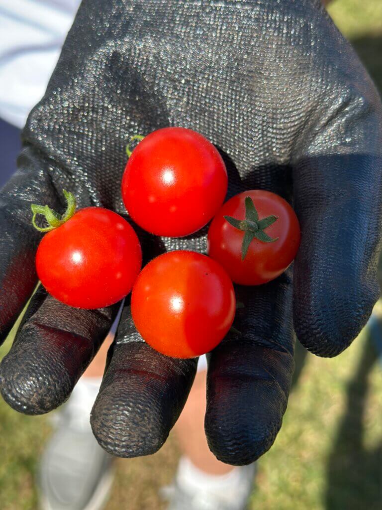 Someone holding small tomatoes.