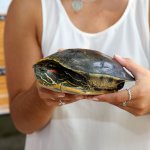 Photo of student holding a turtle from the Sterrett lab