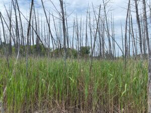 low horizon view of a New Jersey Ghost forest