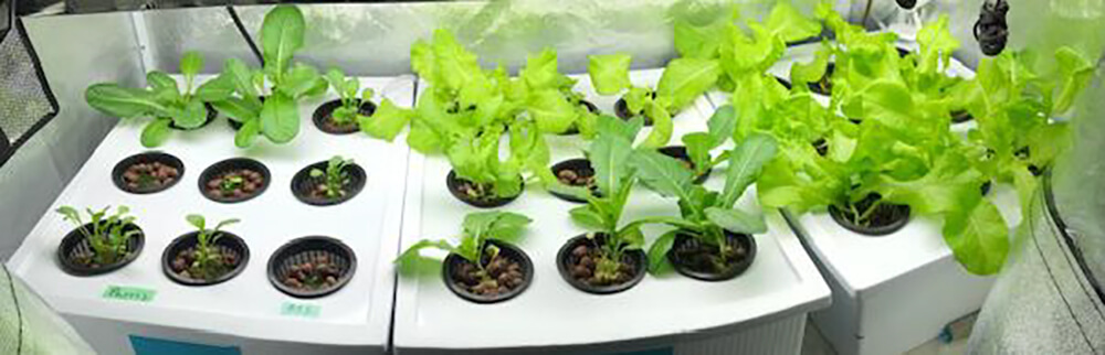 Photo shows a hydroponic garden