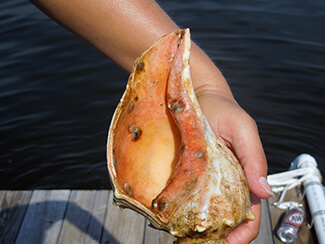 oysters on shell