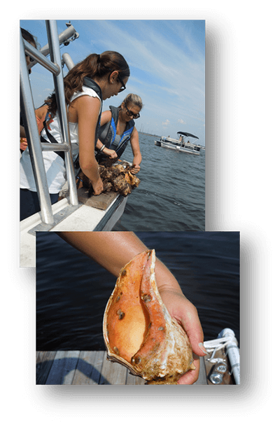 oyster restoration