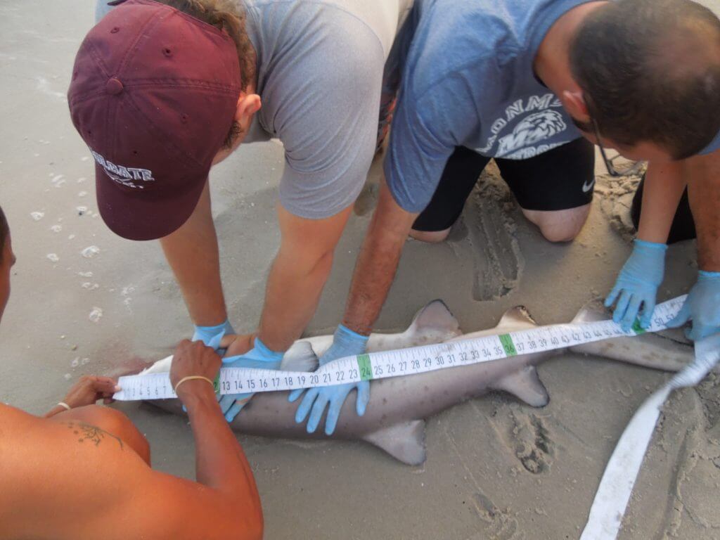 Photo of researchers measuring and tagging a shark