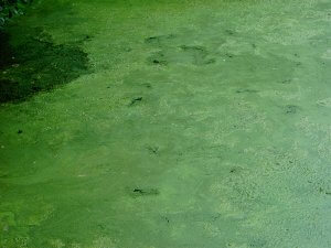 harmful algal bloom