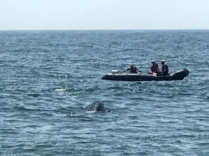 Photo of rescue team working to save the humpback whale