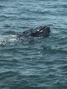 Photo shows humpback whale in distress