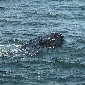 Photo of humpback whale in distress