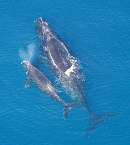 Photo of whales in ocean