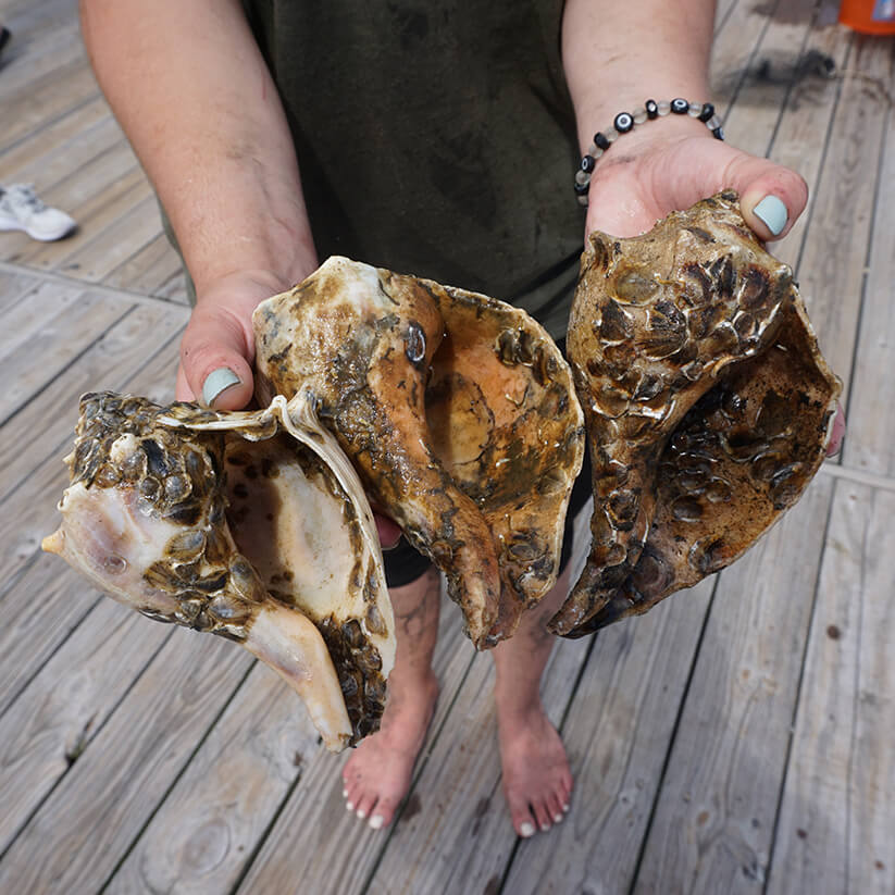 A student shows oysters growing on recycled shells.