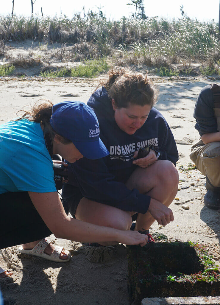 Meredith Comi examines an oyster castle on the shore of Sandy Hook Bay.