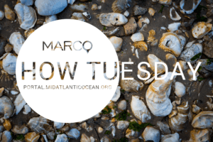 MARCO Portal "How Tuesday" webinar series logo over an image of shells on the beach.