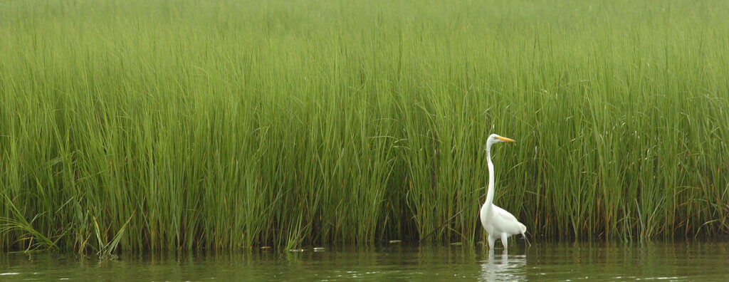 An egret wading in a salt marsh.