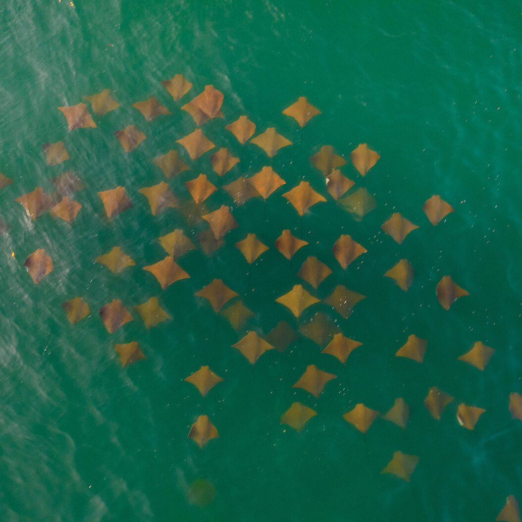 Aerial image of rays swimming in the ocean