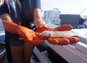 A gloved hand holding a juvenile squid