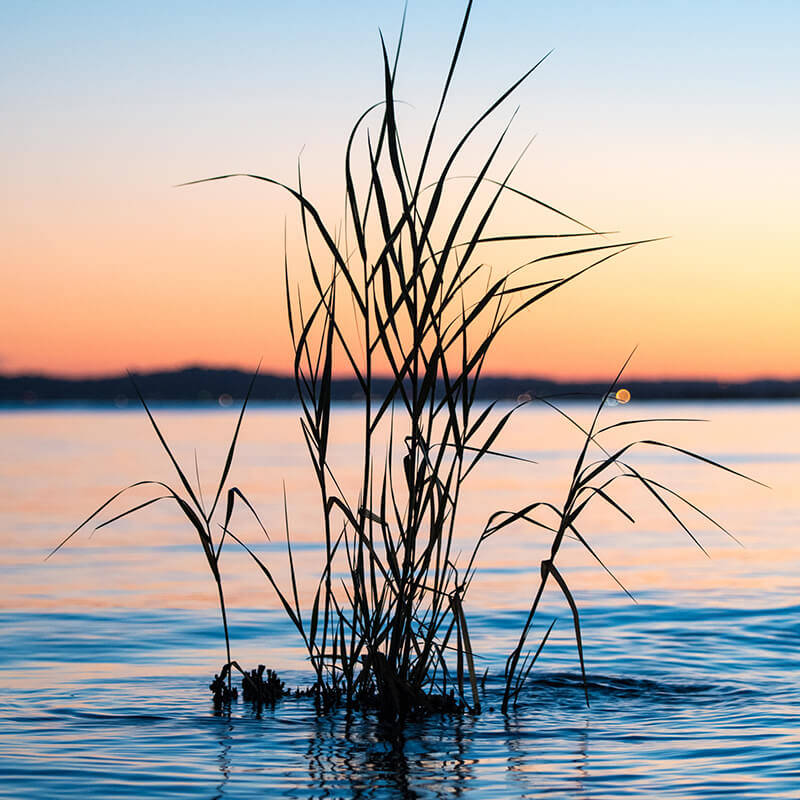 A plant protruding from calm waters at sundown