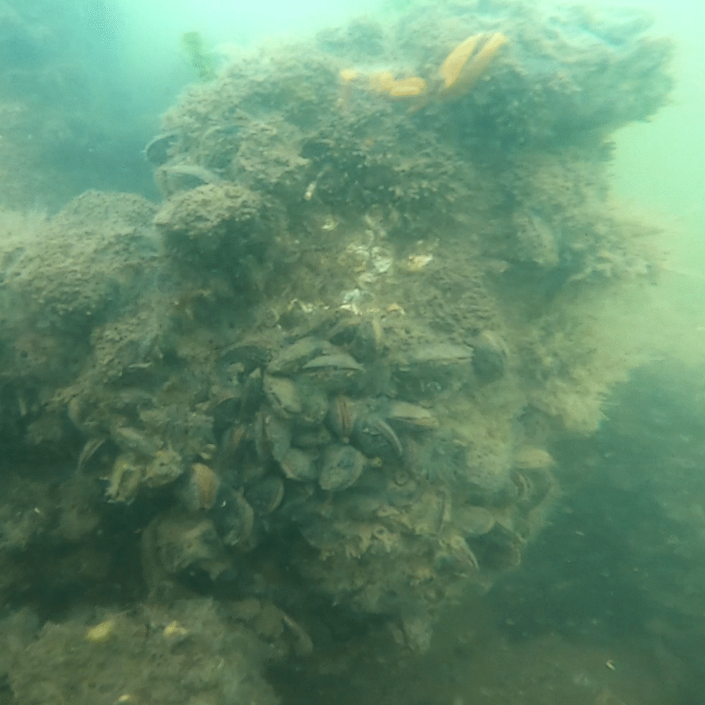 An underwater image of an artificial reef with shellfish growing upon it