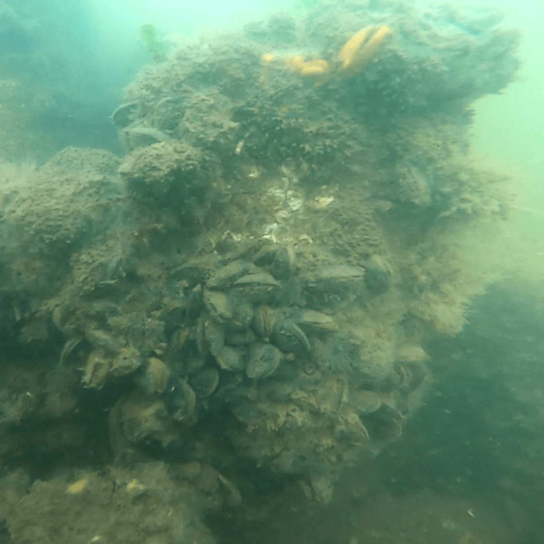 An underwater image of an artificial reef with shellfish growing upon it