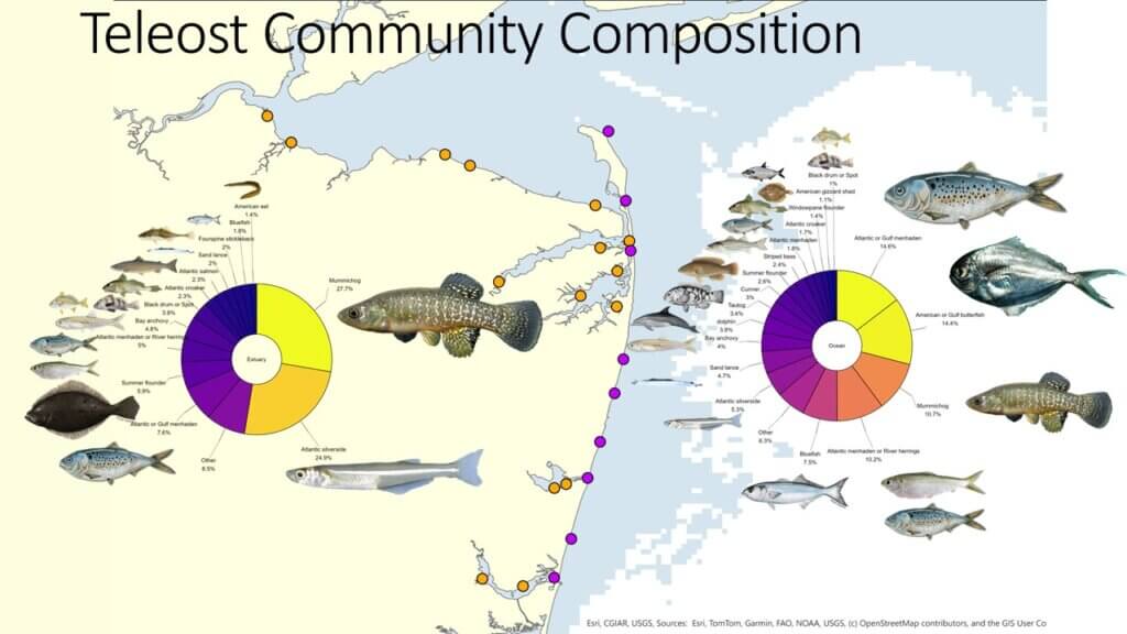 Two pie chart diagrams showing which of several dozen fish species were found most commonly in ocean and estuarine waters. The illustration has a headline reading "Teleost Community Composition."