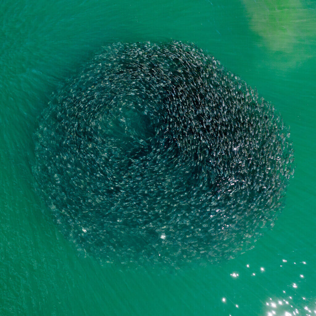 A school of menhaden fish swimming around in a vortex formation