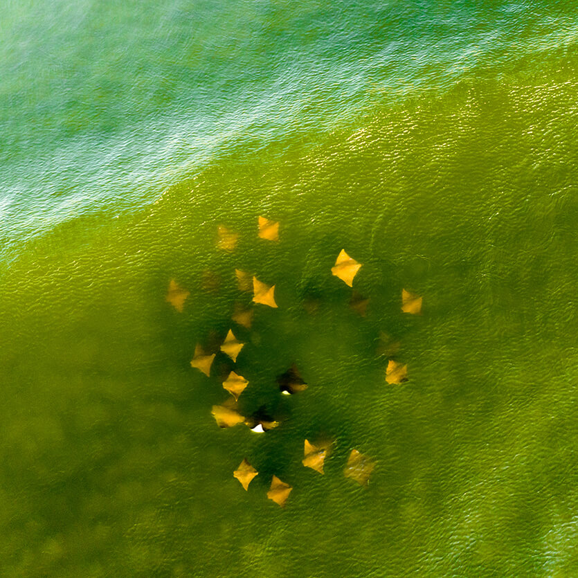 Aerial image of a group of cownose rays swimming close to shore.