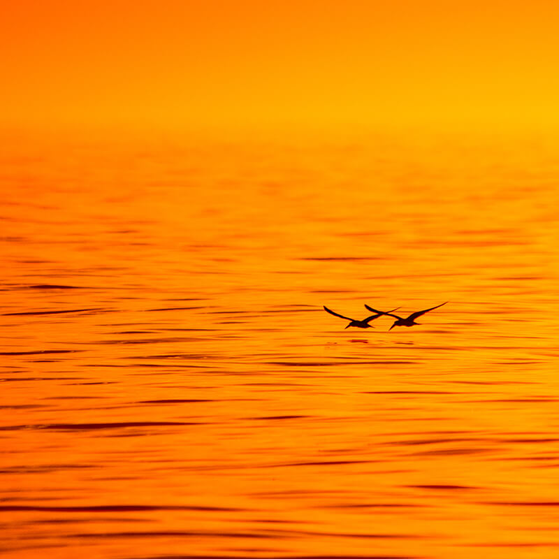 Two seabirds flying above the ocean surface