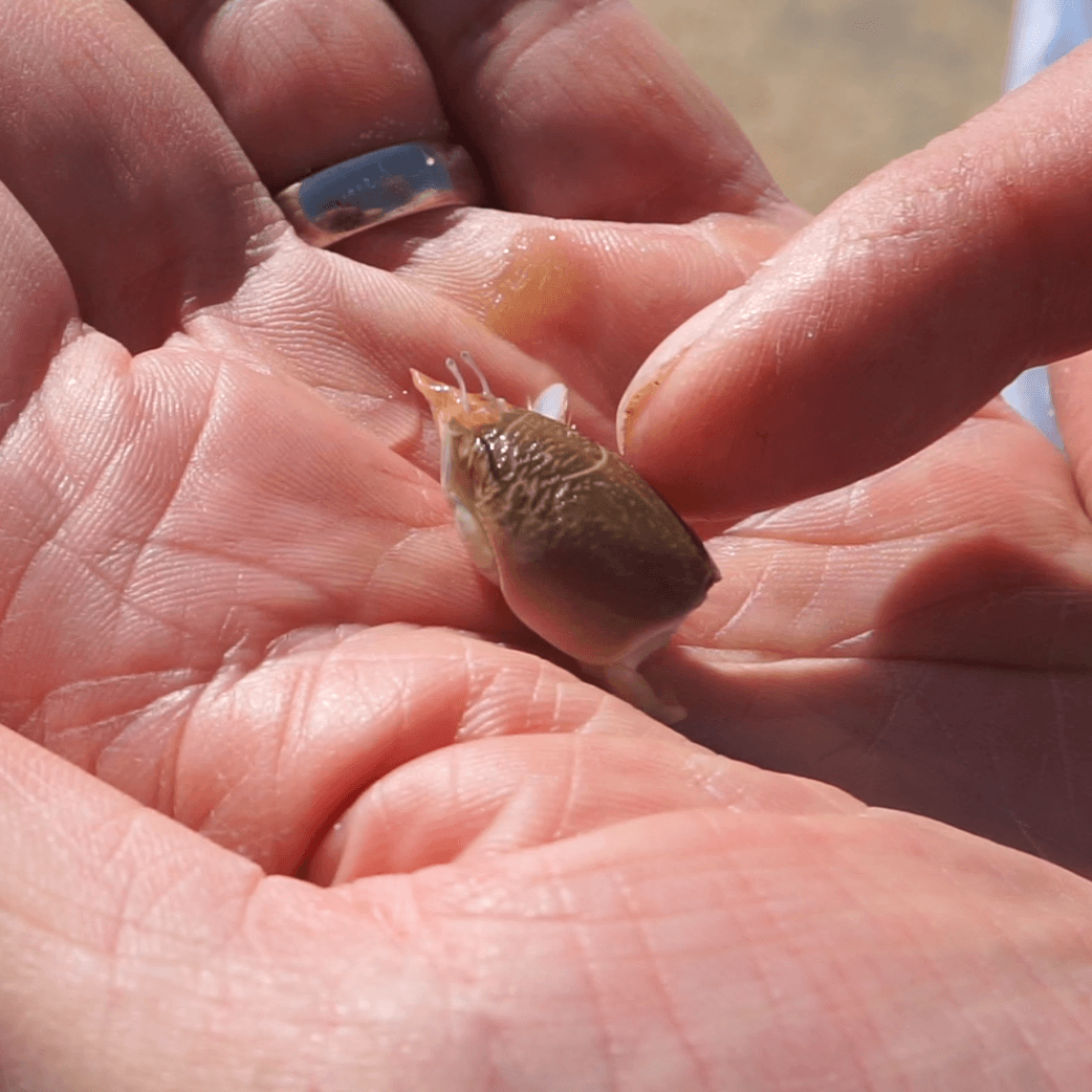 The palm of a hand holding a mole crab